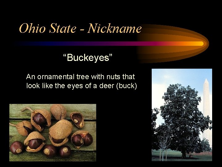 Ohio State - Nickname “Buckeyes” An ornamental tree with nuts that look like the