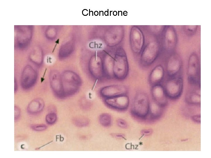 Chondrone 