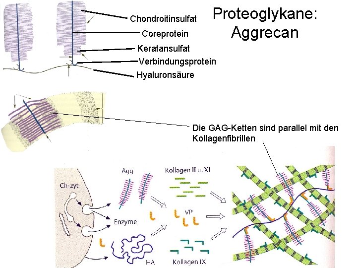 Chondroitinsulfat Coreprotein Proteoglykane: Aggrecan Keratansulfat Verbindungsprotein Hyaluronsäure Die GAG-Ketten sind parallel mit den Kollagenfibrillen