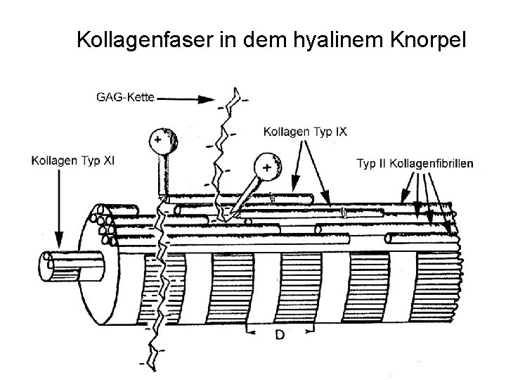 Kollagenfaser in dem hyalinem Knorpel 