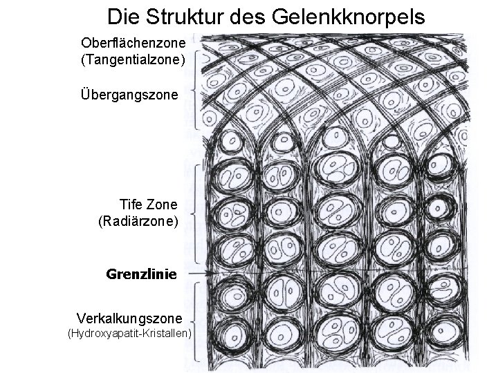 Die Struktur des Gelenkknorpels Oberflächenzone (Tangentialzone) Übergangszone Tife Zone (Radiärzone) Grenzlinie Verkalkungszone (Hydroxyapatit-Kristallen) 