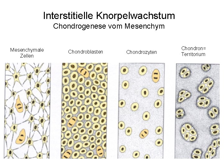Interstitielle Knorpelwachstum Chondrogenese vom Mesenchymale Zellen Chondroblasten Chondrozyten Chondron= Territorium 