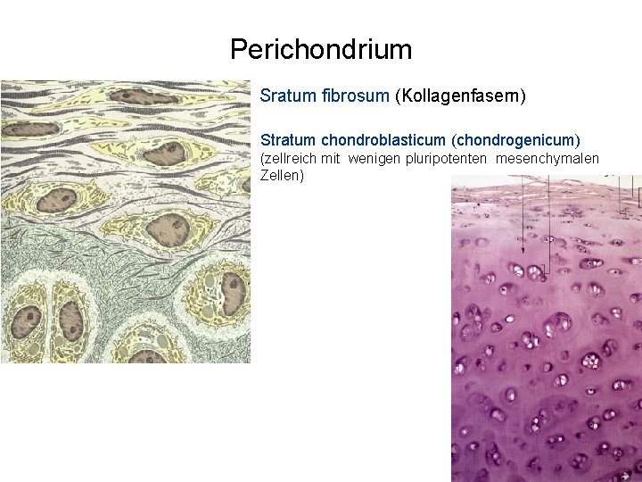 Perichondrium Sratum fibrosum (Kollagenfasern) Stratum chondroblasticum (chondrogenicum) (zellreich mit wenigen pluripotenten mesenchymalen Zellen) 