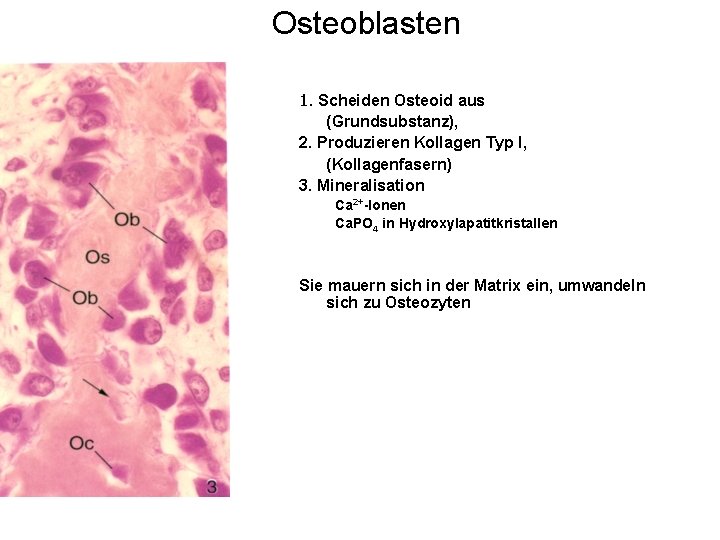 Osteoblasten 1. Scheiden Osteoid aus (Grundsubstanz), 2. Produzieren Kollagen Typ I, (Kollagenfasern) 3. Mineralisation