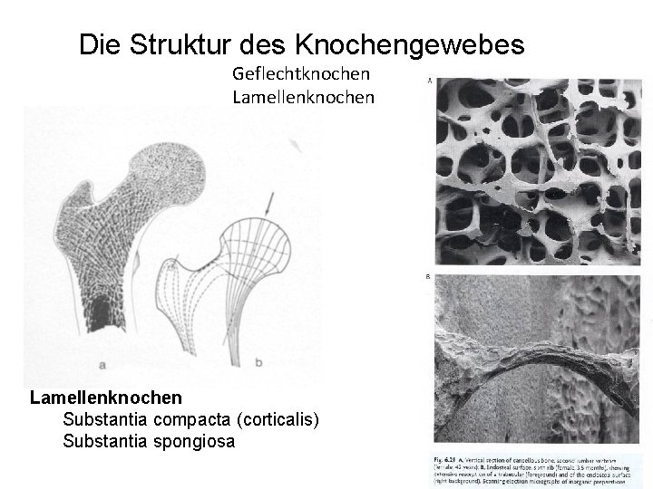 Die Struktur des Knochengewebes Geflechtknochen Lamellenknochen Substantia compacta (corticalis) Substantia spongiosa 