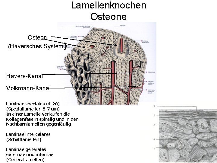 Lamellenknochen Osteone Osteon (Haversches System) Havers-Kanal Volkmann-Kanal Laminae speciales (4 -20) (Speziallamellen 5 -7