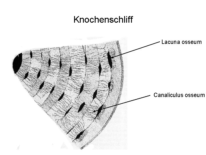 Knochenschliff Lacuna osseum Canaliculus osseum 