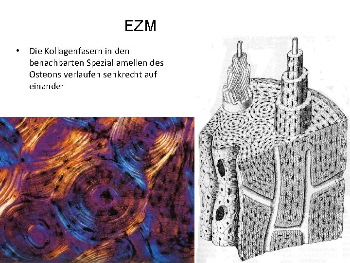 EZM • Die Kollagenfasern in den benachbarten Speziallamellen des Osteons verlaufen senkrecht auf einander