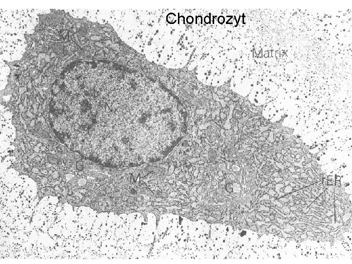 Chondrozyt 