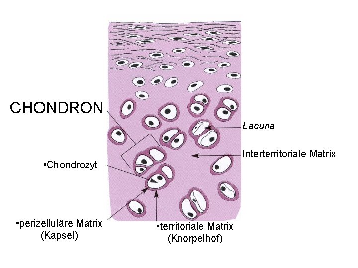 CHONDRON Lacuna Interterritoriale Matrix • Chondrozyt • perizelluläre Matrix (Kapsel) • territoriale Matrix (Knorpelhof)