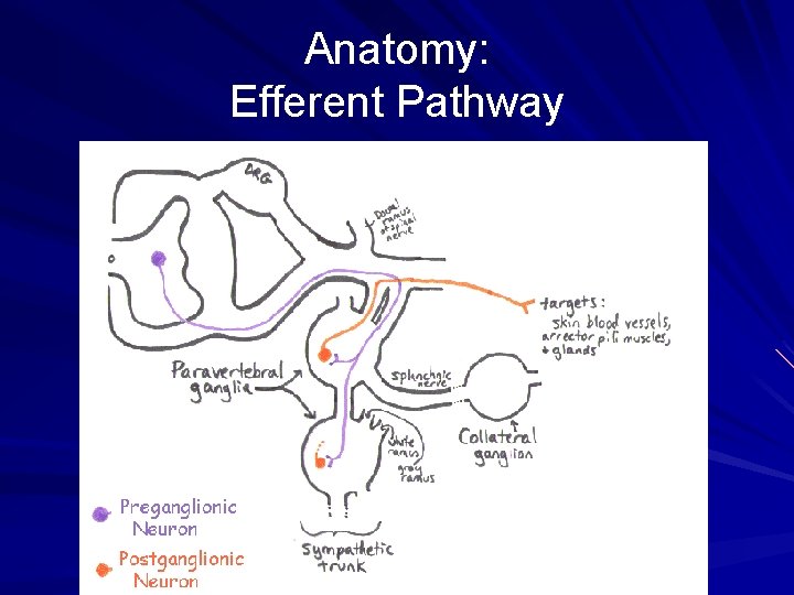 Anatomy: Efferent Pathway 