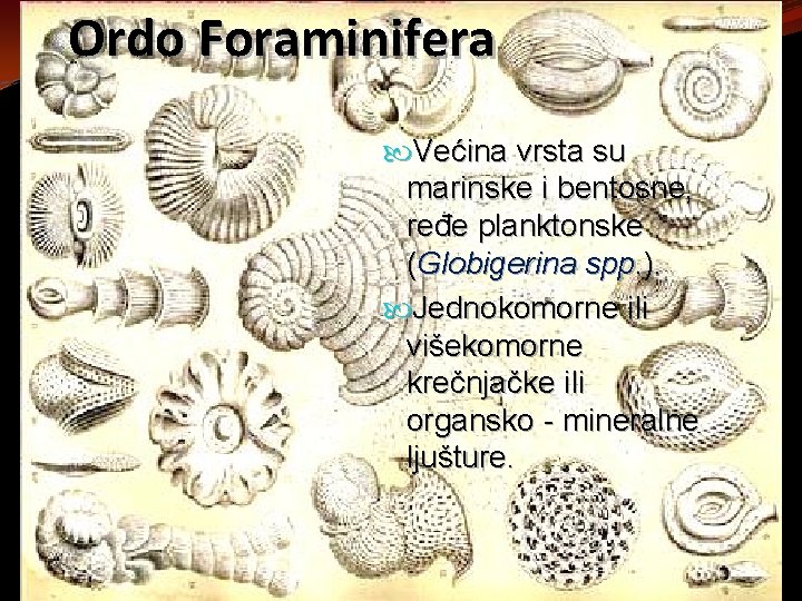 Ordo Foraminifera Većina vrsta su marinske i bentosne, ređe planktonske (Globigerina spp. ). Jednokomorne