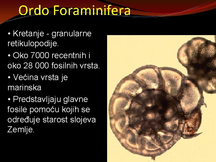 Ordo Foraminifera • Kretanje - granularne retikulopodije. • Oko 7000 recentnih i oko 28