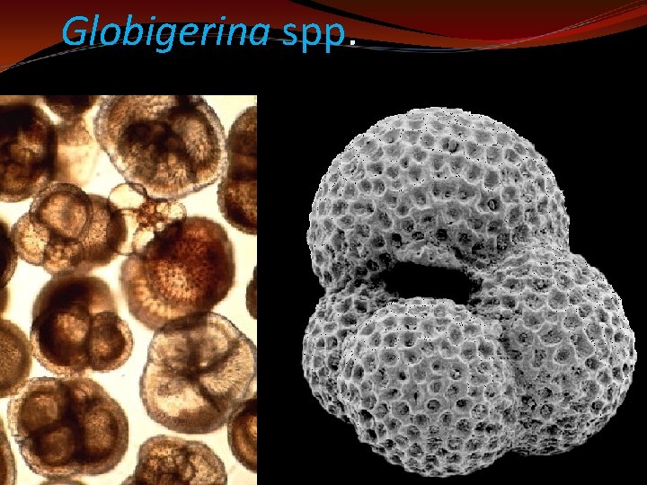 Globigerina spp. 