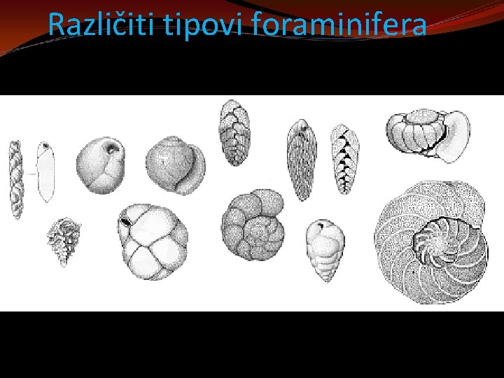 Različiti tipovi foraminifera 