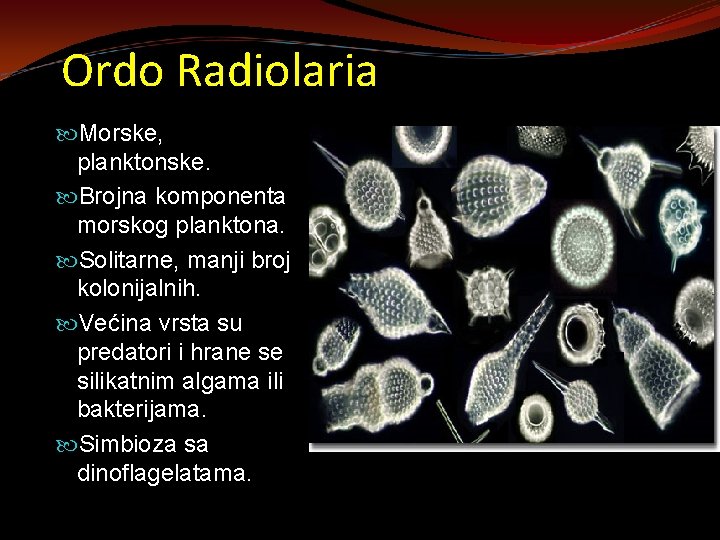 Ordo Radiolaria Morske, planktonske. Brojna komponenta morskog planktona. Solitarne, manji broj kolonijalnih. Većina vrsta