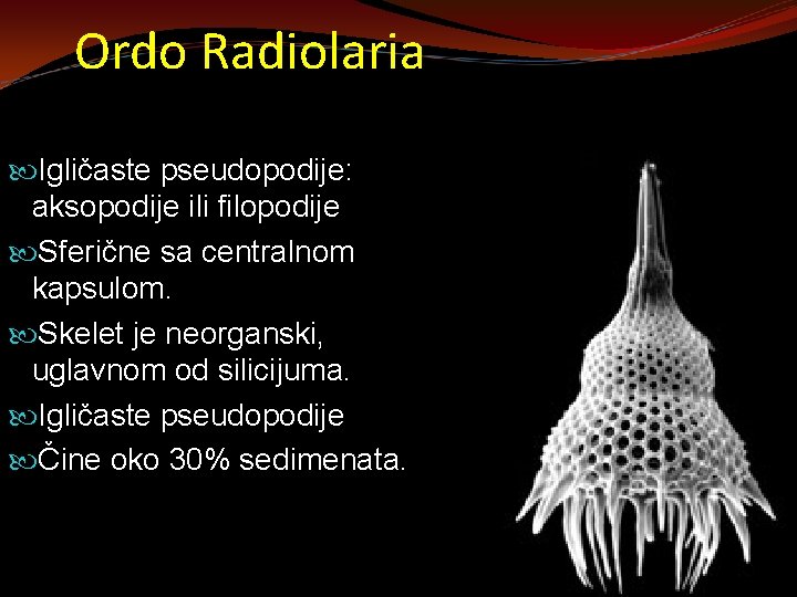 Ordo Radiolaria Igličaste pseudopodije: aksopodije ili filopodije Sferične sa centralnom kapsulom. Skelet je neorganski,