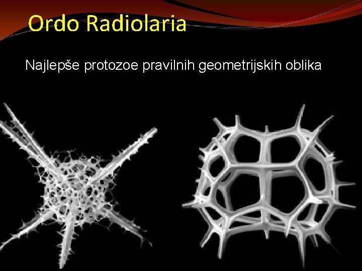 Ordo Radiolaria Najlepše protozoe pravilnih geometrijskih oblika 