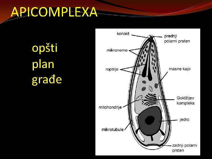 APICOMPLEXA opšti plan građe 