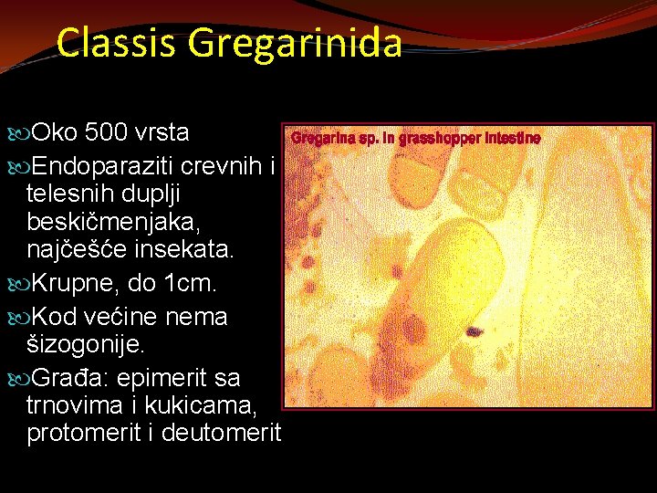 Classis Gregarinida Oko 500 vrsta Endoparaziti crevnih i telesnih duplji beskičmenjaka, najčešće insekata. Krupne,