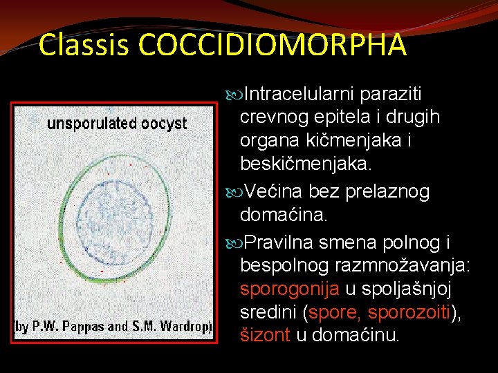 Classis COCCIDIOMORPHA Intracelularni paraziti crevnog epitela i drugih organa kičmenjaka i beskičmenjaka. Većina bez