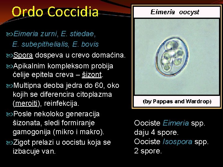 Ordo Coccidia Eimeria zurni, E. stiedae, E. subepithelialis, E. bovis Spora dospeva u crevo