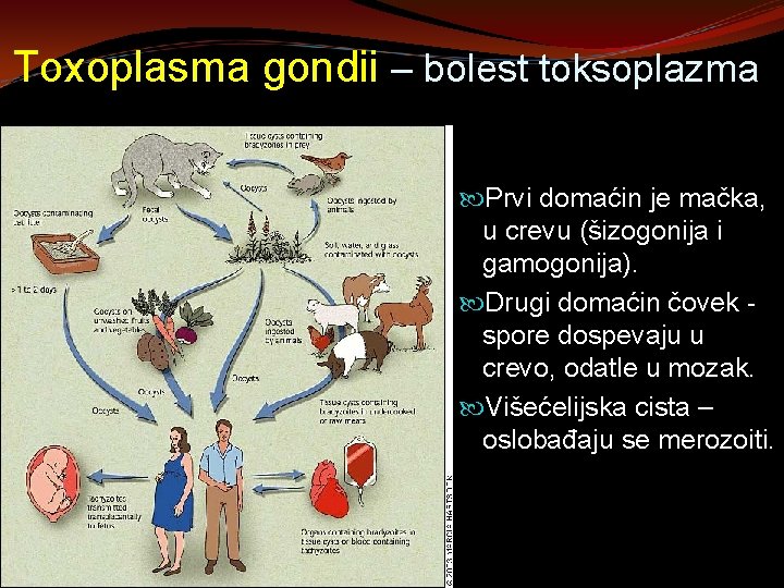 Toxoplasma gondii – bolest toksoplazma Prvi domaćin je mačka, u crevu (šizogonija i gamogonija).