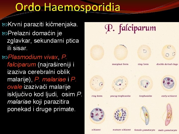 Ordo Haemosporidia Krvni paraziti kičmenjaka. Prelazni domaćin je zglavkar, sekundarni ptica ili sisar. Plasmodium