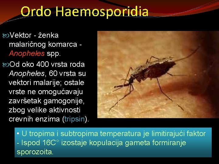 Ordo Haemosporidia Vektor - ženka malaričnog komarca Anopheles spp. Od oko 400 vrsta roda