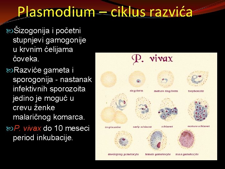 Plasmodium – ciklus razvića Šizogonija i početni stupnjevi gamogonije u krvnim ćelijama čoveka. Razviće