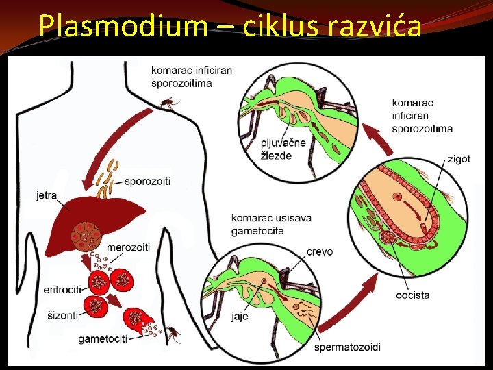 Plasmodium – ciklus razvića 