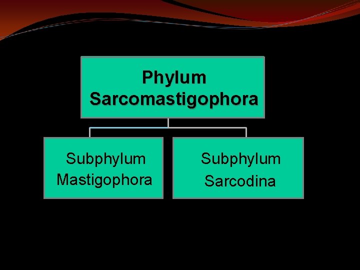 Phylum Sarcomastigophora Subphylum Mastigophora Subphylum Sarcodina 
