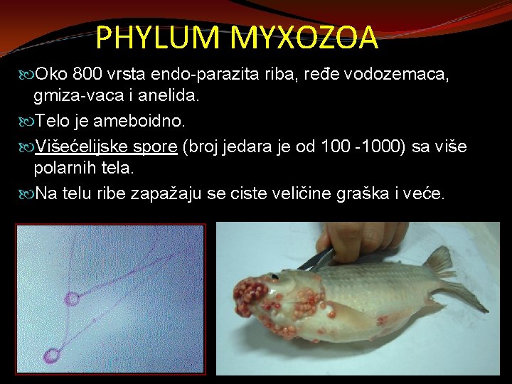 PHYLUM MYXOZOA Oko 800 vrsta endo-parazita riba, ređe vodozemaca, gmiza-vaca i anelida. Telo je