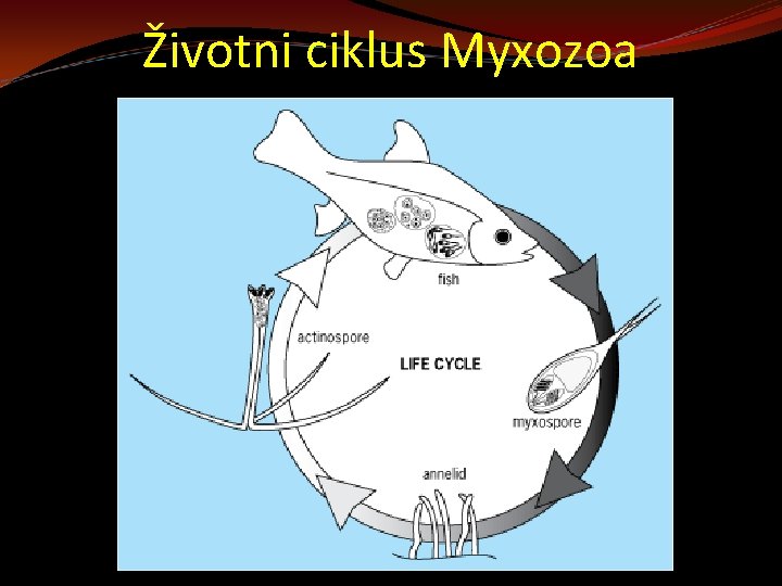 Životni ciklus Myxozoa 