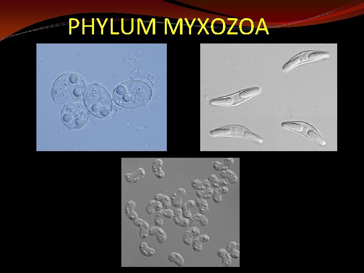 PHYLUM MYXOZOA 