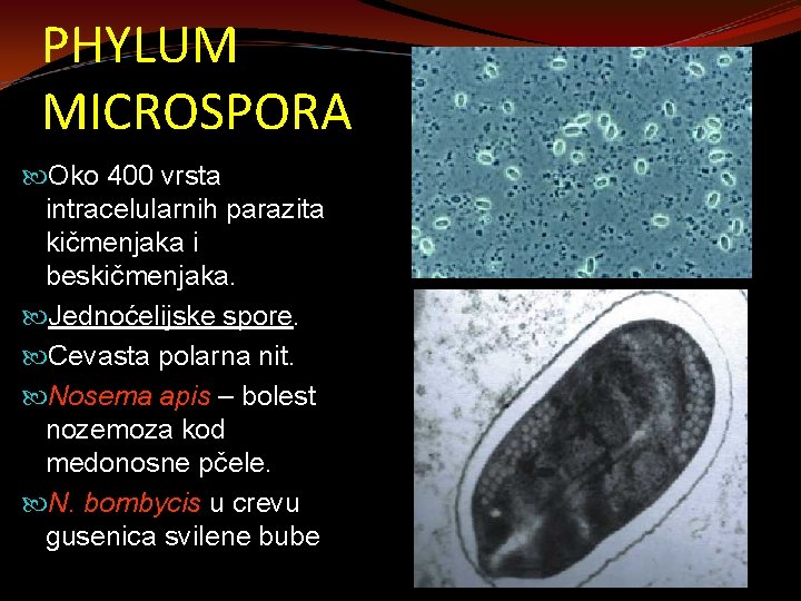 PHYLUM MICROSPORA Oko 400 vrsta intracelularnih parazita kičmenjaka i beskičmenjaka. Jednoćelijske spore. Cevasta polarna