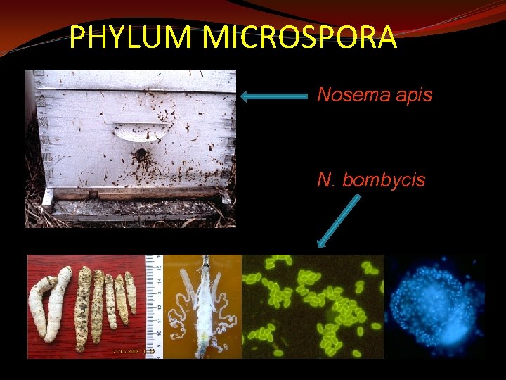 PHYLUM MICROSPORA Nosema apis N. bombycis 