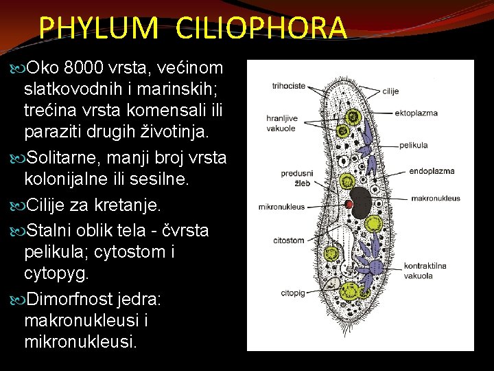 PHYLUM CILIOPHORA Oko 8000 vrsta, većinom slatkovodnih i marinskih; trećina vrsta komensali ili paraziti