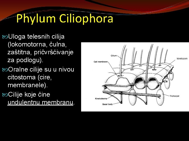 Phylum Ciliophora Uloga telesnih cilija (lokomotorna, čulna, zaštitna, pričvršćivanje za podlogu). Oralne cilije su