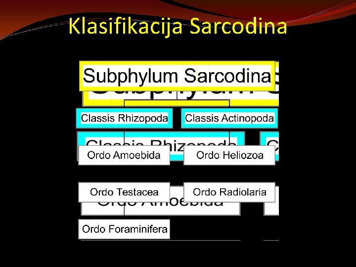 Klasifikacija Sarcodina 