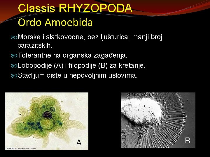 Classis RHYZOPODA Ordo Amoebida Morske i slatkovodne, bez ljušturica; manji broj parazitskih. Tolerantne na