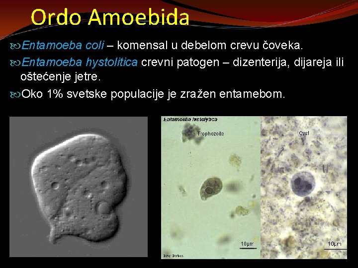 Ordo Amoebida Entamoeba coli – komensal u debelom crevu čoveka. Entamoeba hystolitica crevni patogen