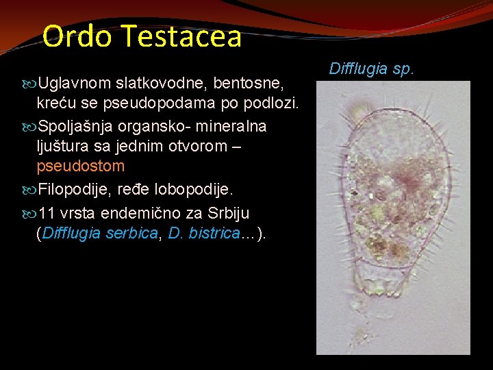 Ordo Testacea Uglavnom slatkovodne, bentosne, kreću se pseudopodama po podlozi. Spoljašnja organsko- mineralna ljuštura