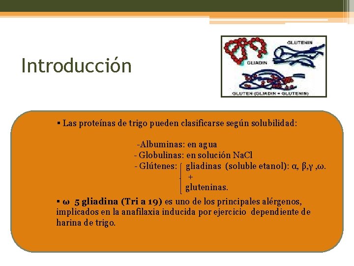 Introducción § Las proteínas de trigo pueden clasificarse según solubilidad: -Albuminas: en agua -