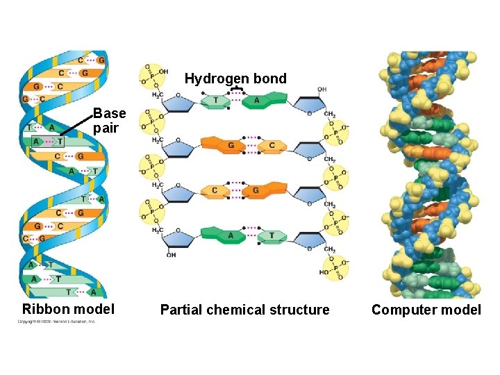 Hydrogen bond Base pair Ribbon model Partial chemical structure Computer model 