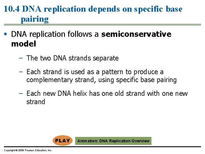 10. 4 DNA replication depends on specific base pairing § DNA replication follows a