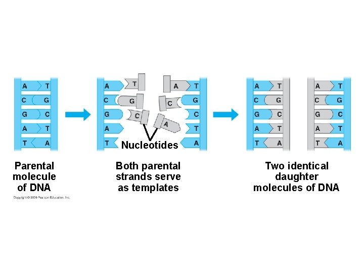 Nucleotides Parental molecule of DNA Both parental strands serve as templates Two identical daughter