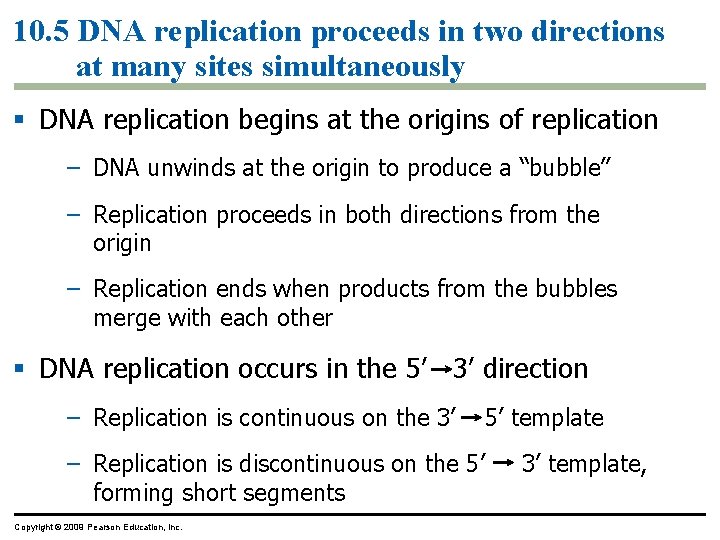10. 5 DNA replication proceeds in two directions at many sites simultaneously § DNA