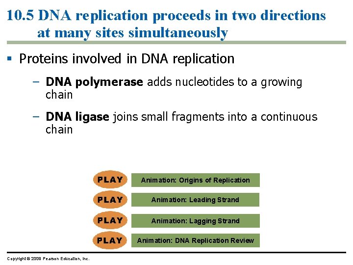 10. 5 DNA replication proceeds in two directions at many sites simultaneously § Proteins