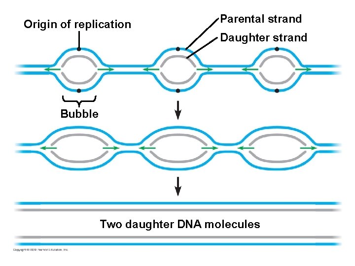 Origin of replication Parental strand Daughter strand Bubble Two daughter DNA molecules 